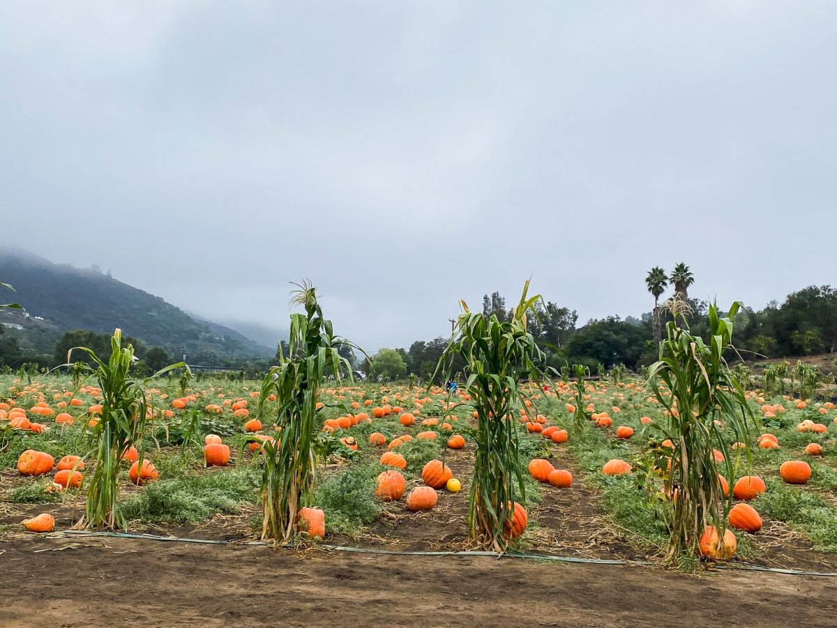 12 Best Pumpkin Patches in San Diego County for 2026