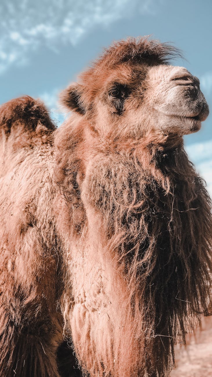 brown camel