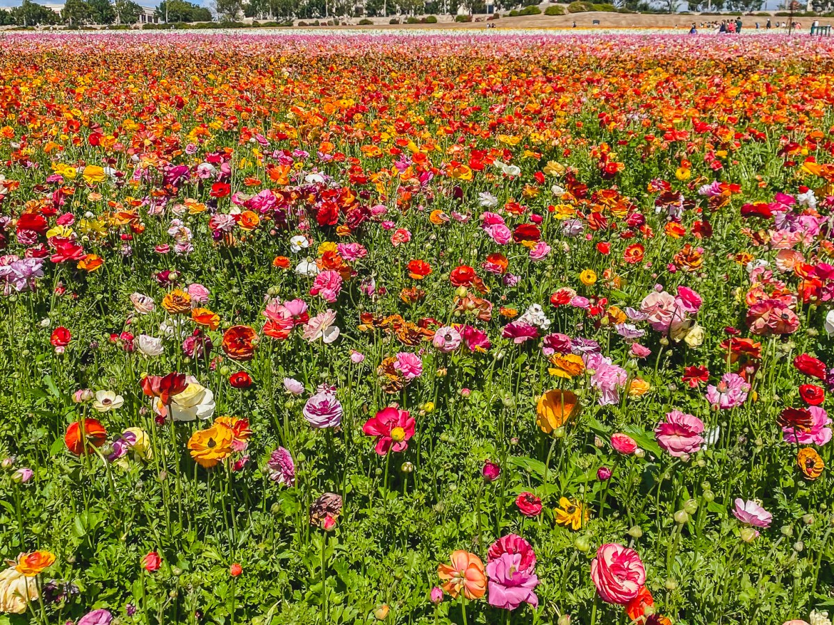 30 Best Things To Do in San Diego in March: 2024