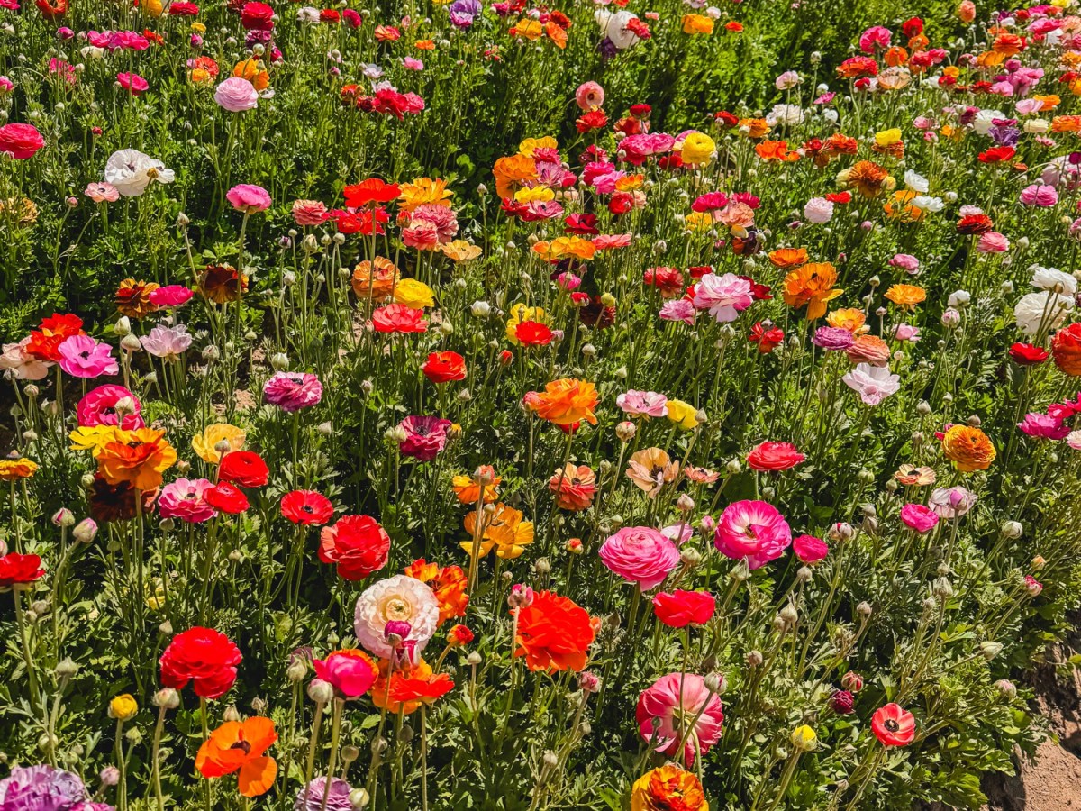 15 Tips For Visiting The Carlsbad Flower Fields With Kids