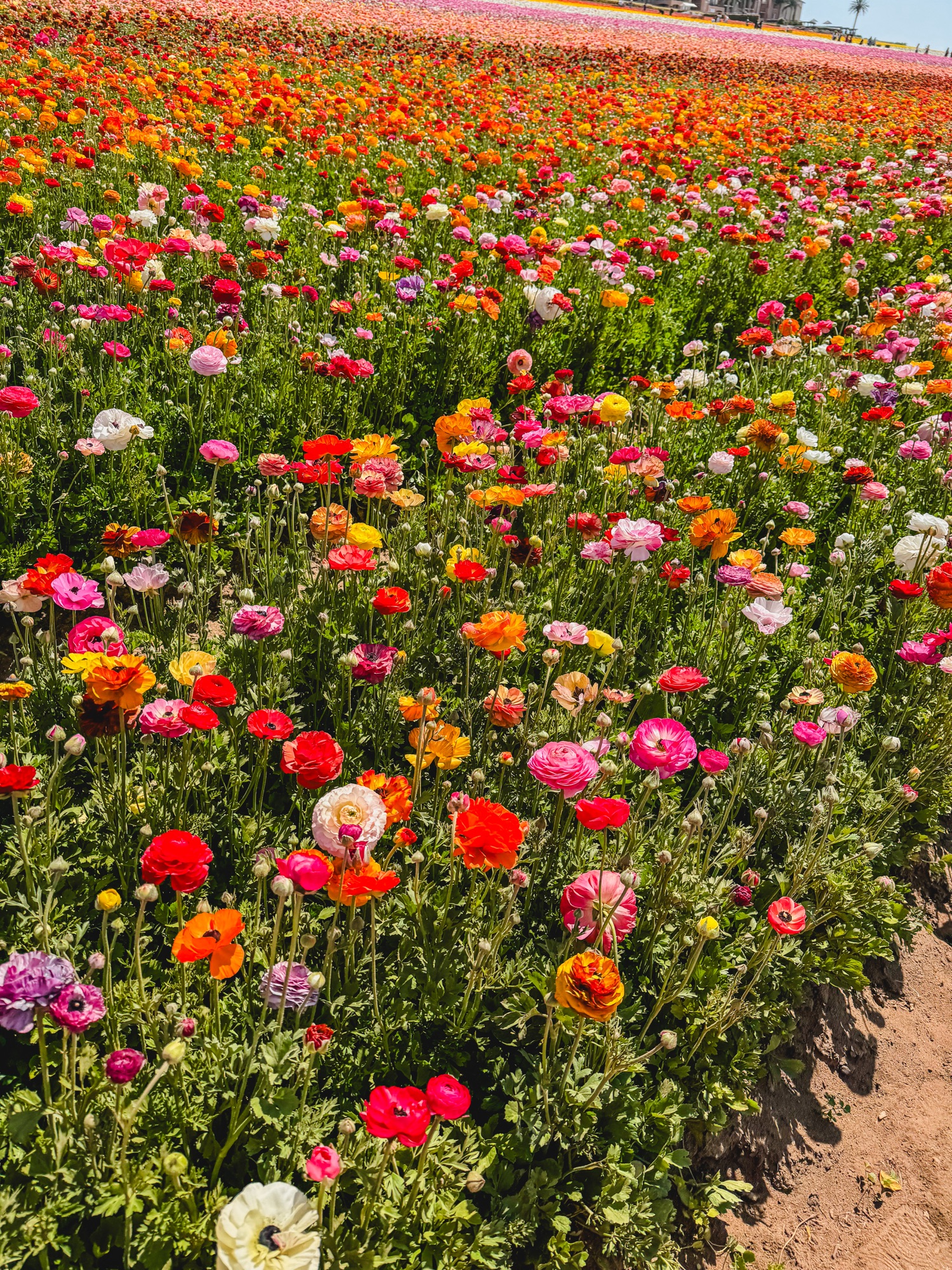 15 Tips For Visiting The Carlsbad Flower Fields With Kids