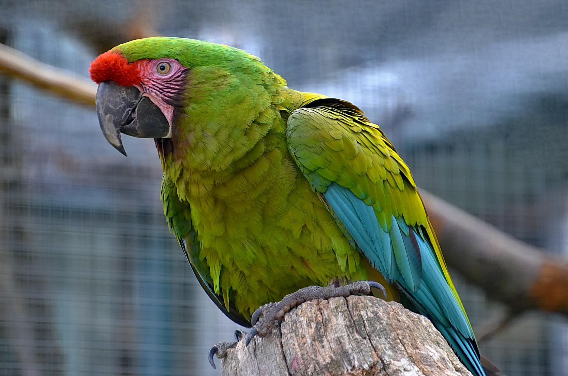 green and red parrot on a tree branch