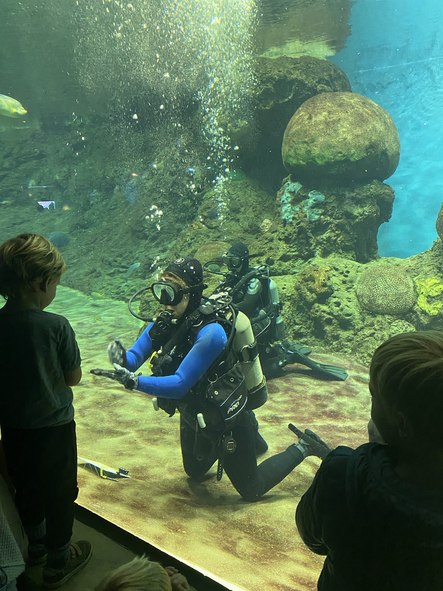 SeaWorld San Diego: Ultimate Guide to Visiting 2026