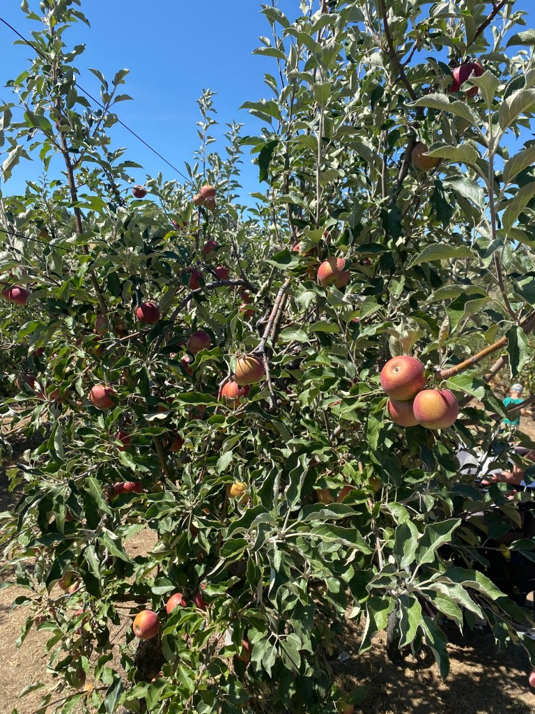 Apple picking in the trellis rows at Volcan Valley Apple Farm in Julian, California