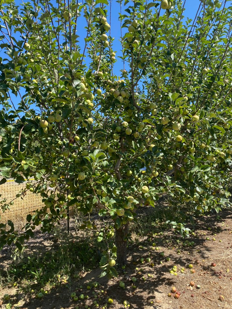 Family farm activities at Julian Farm and Orchard in Santa Ysabel, California