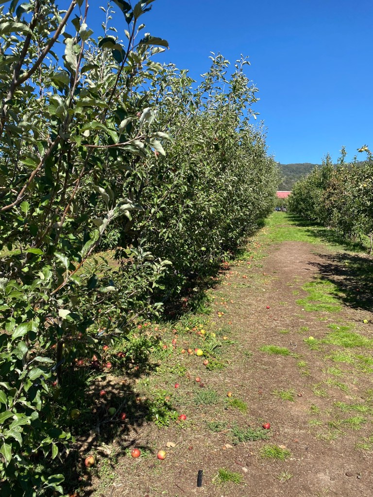 Heritage apple trees at Ranchita del Reo family farm in Julian, California