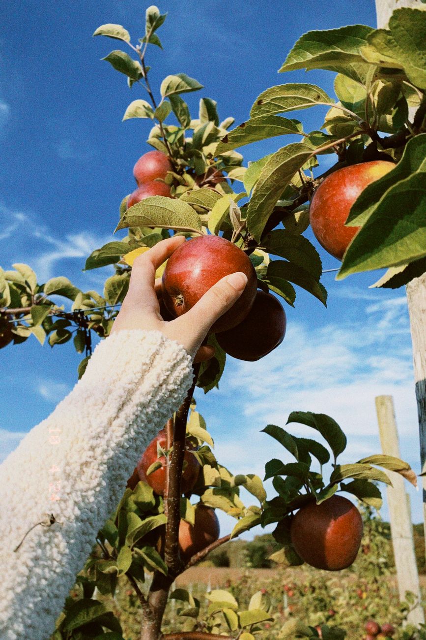 hand plucking ripe apples from tree in orchard